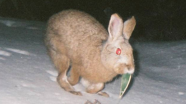 センサーカメラで撮影されたノウサギ