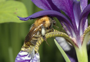 蜜を求めて花の宮へと進むマルハナバチ