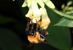 他の花へ花粉を運んでくれるマルハナバチ