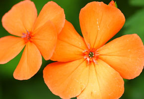 オレンジ色がとてもきれいな花