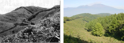 （左）昭和30年代の森の様子（右）見晴らし広場からの眺め