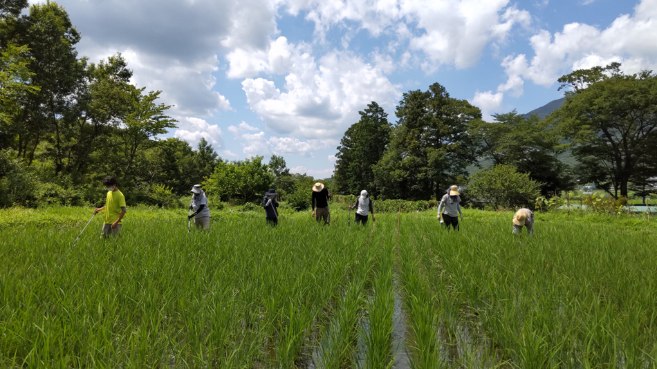 夏の空と雲を仰ぎながら田んぼの草取り。無農薬の米作り