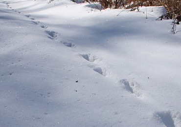 雪上に残されたキツネの足跡
