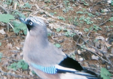 カケス