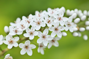 小さな星形の花が集まっています