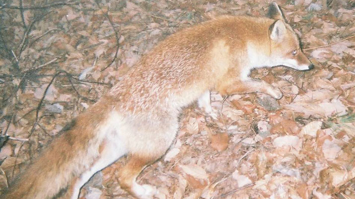 センサーカメラで撮影されたキツネ