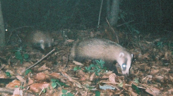 センサーカメラで撮影されたアナグマ