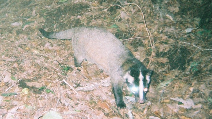 センサーカメラで撮影されたハクビシン