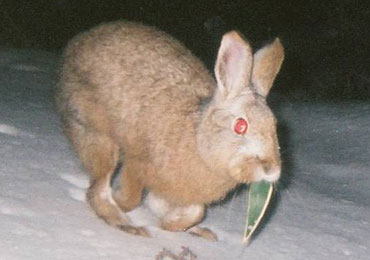 センサーカメラで撮影されたノウサギ