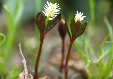 （開花時期：5月上～中旬）