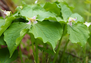 （開花時期：5月上～下旬）