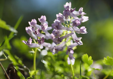 （開花時期：5月上～中旬）