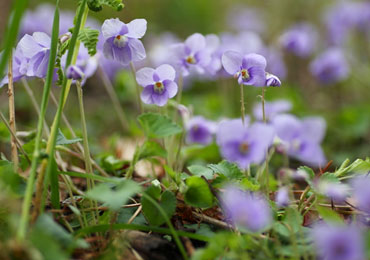 （開花時期：5月上～下旬）