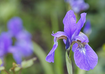 （開花時期：6月下旬）