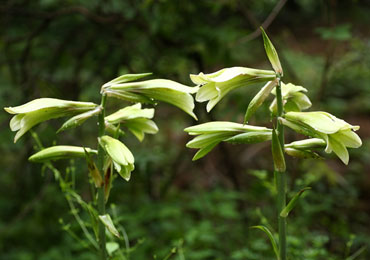 （開花時期：7月下旬）