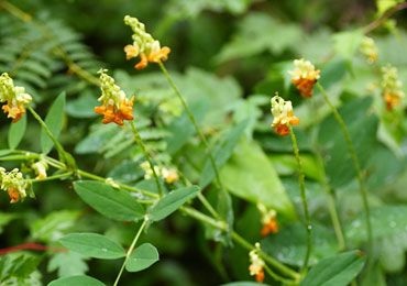 （開花時期：7月中旬～8月下旬）