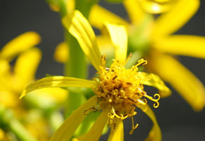 花は大きく、直径約4cm