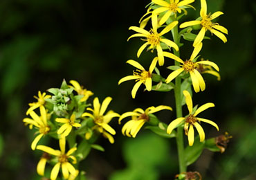 （開花時期：8月下旬～9月中旬）