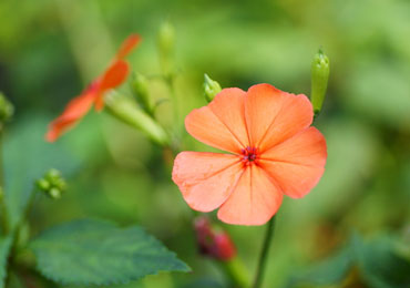 （開花時期：8月中旬～9月中旬）