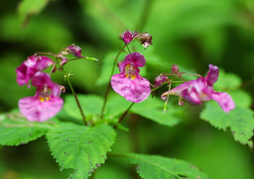 （開花時期：7月下旬～8月下旬）