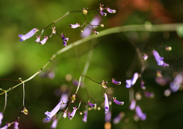 （開花時期：9月上～下旬）