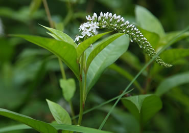 （開花時期：7月下旬）