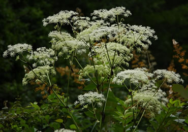 （開花時期：8月上旬～9月上旬）