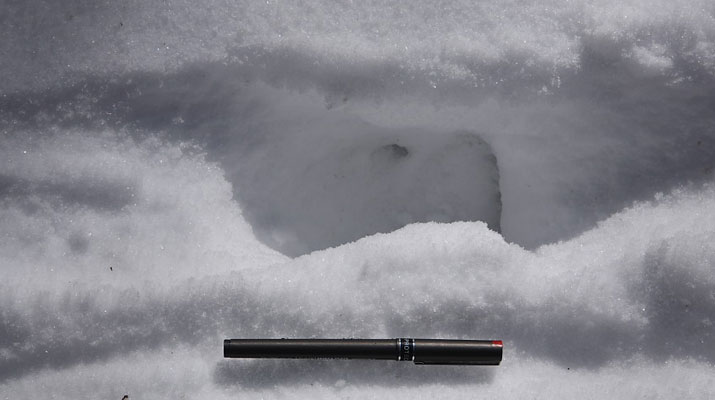 雪上に残されたイノシシの足跡