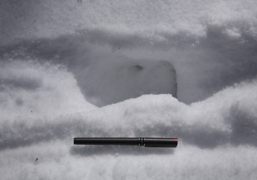 雪上に残されたイノシシの足跡