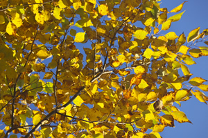 秋に黄色く紅葉するアブラチャン
