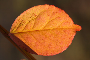 赤く紅葉するニシキギの葉