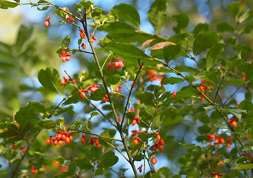 （開花時期：5月）