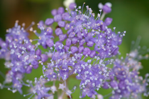 美しい紫色のタマアジサイの花