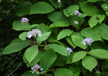 （開花時期：7月下旬～9月）