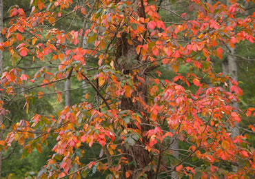 （紅葉の時期：10～11月）