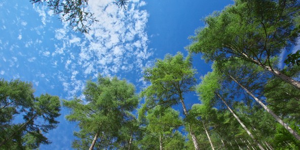 東京ガスの森の植生分布