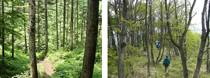 （左）手入れを行ったカラマツ林（右）クリの木が続く尾根道