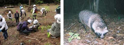 （左）植樹作業（右）センサーカメラが捕らえたタヌキ