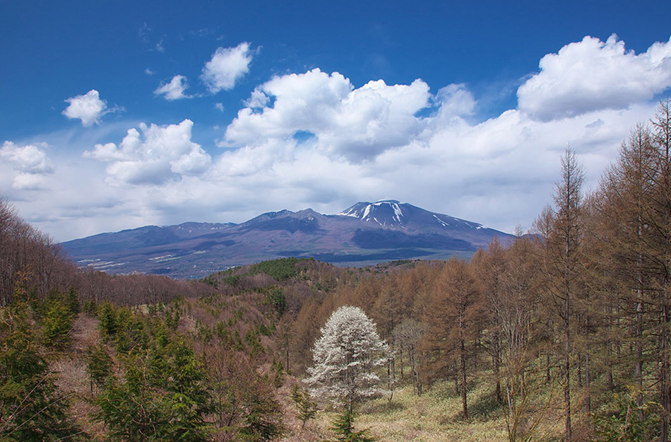 展望広場から望む浅間山と満開のコブシ