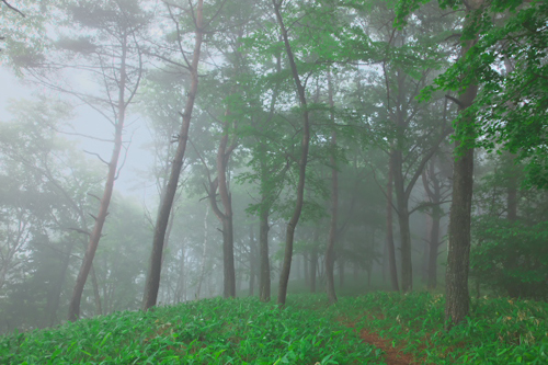 写真:霧のかかる長野・東京ガスの森