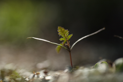 写真:カナムグラの芽ばえ