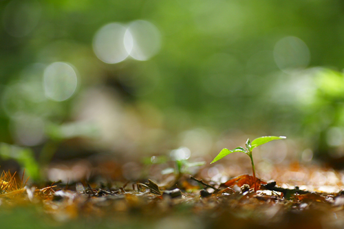 写真:ミズキの芽ばえ
