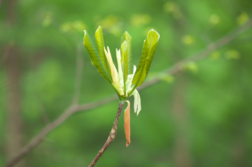 写真:葉を開き始めたホオノキ