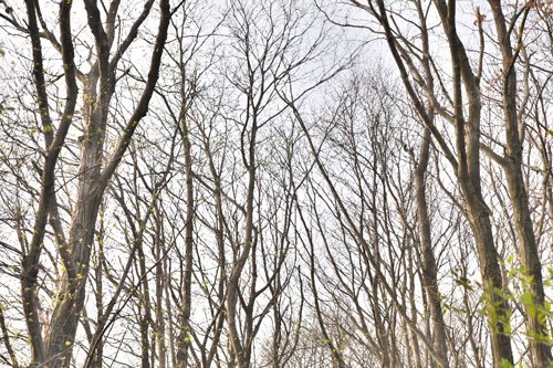 写真:木々の葉はまだ開いていません
