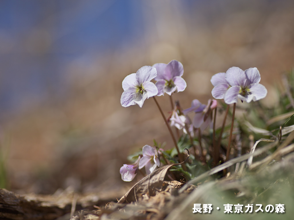 壁紙画像