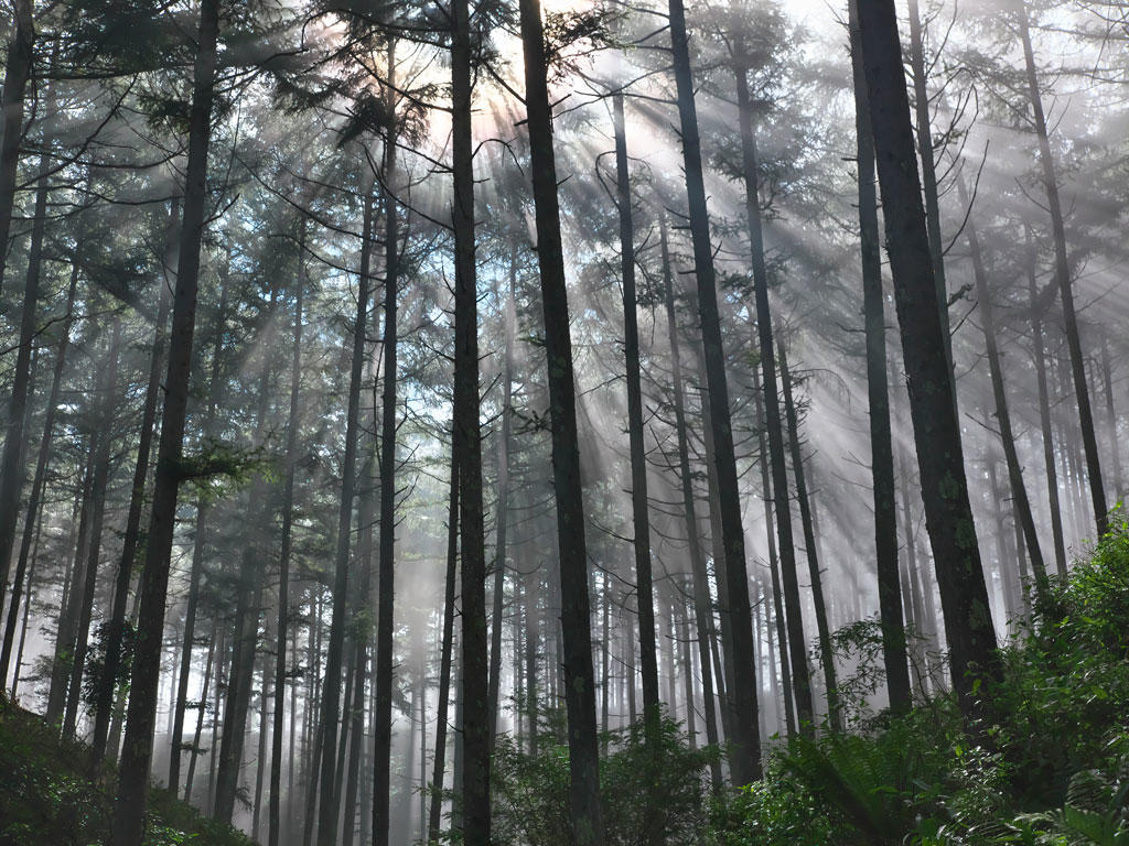 壁紙画像