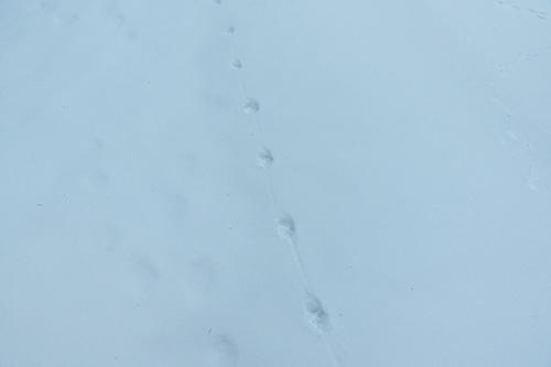 東京ガス 長野 東京ガスの森 森通信