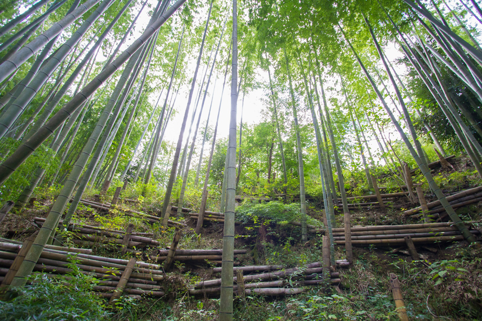 間引きした美しい竹林