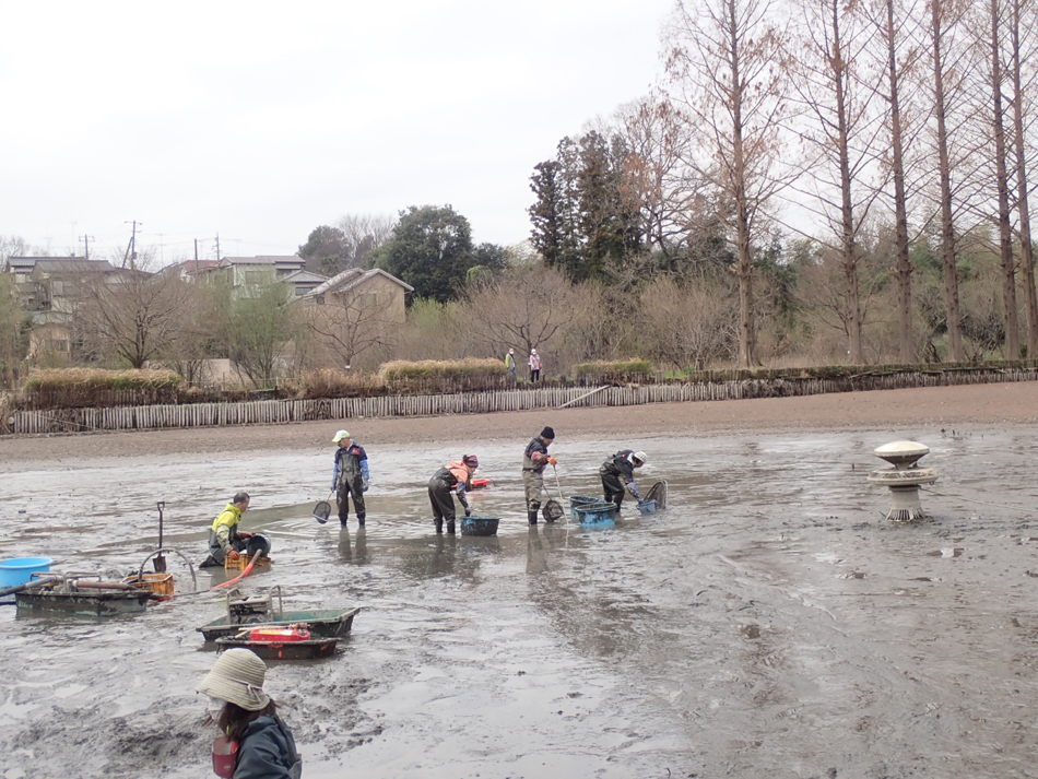 上尾丸山公園大池のかいぼりと水辺再生サポート（埼玉県上尾市）