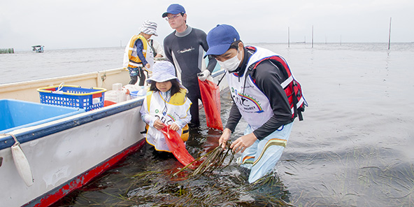 海草アマモの花枝（はなえだ）集め（海の活動）